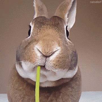 gif hase|funny hase memes.